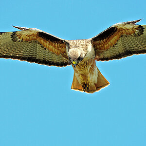 DSC 9161 Reg Tailed Hawk 1000