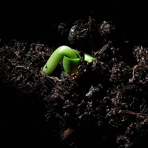 DSC9254 Spross im ersten Licht