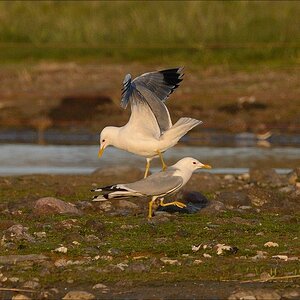 aacomp nabuwallnau 20140516 0823