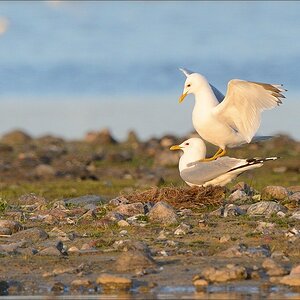 aacomp nabuwallnau 20140516 0986