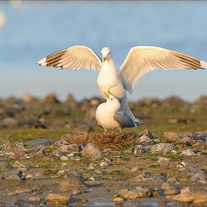 aacomp nabuwallnau 20140516 0997