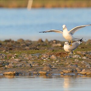 aacomp nabuwallnau 20140516 1062