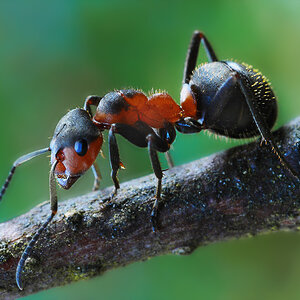Rote Waldameise (Formica rufa)