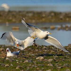 aacomp nabuwallnau 20140516 0551