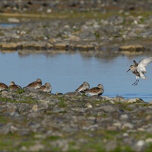aacomp nabuwallnau 20140516 0103