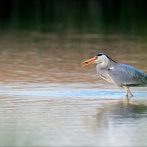aacomp nabuwallnau 20140516 1237