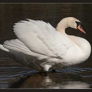 schwan2