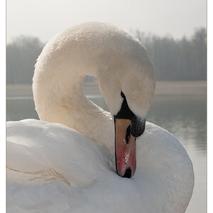 Schwan