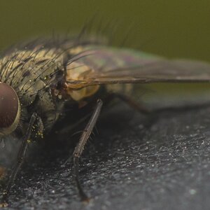 fliege