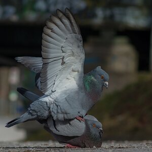 taube1