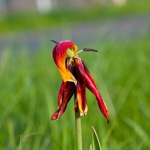 20140423 0450 [NIKON 1 V3] 61.6 mm,1 250 Sek. bei ƒ   5,6