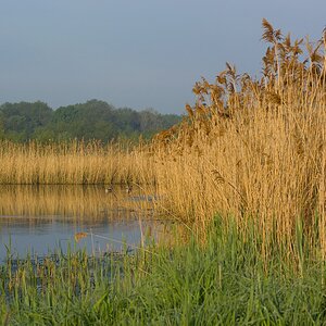 20140424 0707 [NIKON 1 V3] 32 mm,1 1250 Sek. bei ƒ   4,0