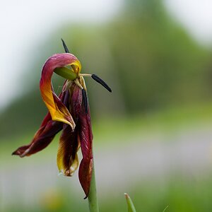 20140424 0753 [NIKON 1 V3] 32 mm,1 2500 Sek. bei ƒ   2,0