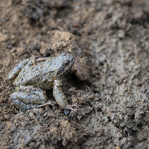 frosch