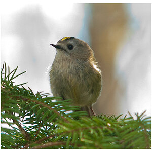 wintergoldhähnchen
