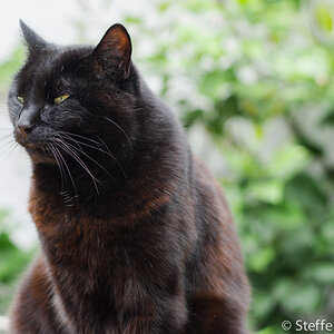 Morle meine Katze