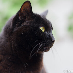 morle (Augen edit)