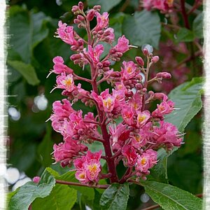 Kastanie