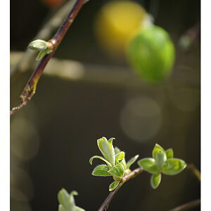 ostern