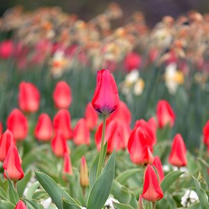 große unter kleinen Tulpen