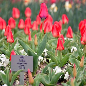 große unter kleinen Tulpen 2