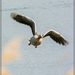 20140503 1862 [NIKON 1 V3] 250 mm,1 500 Sek. bei ƒ   5,6