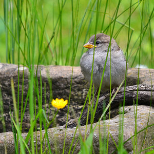 DSC 1526 khg