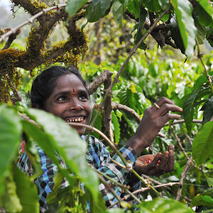 Kaffee-Ernte, Kaffee-Farm "Honey Valley", Karnataka, Coorg