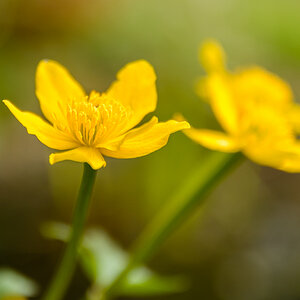 Sumpfdotterblume