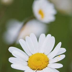 2021024margeriten