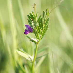 2481024wickeblumen