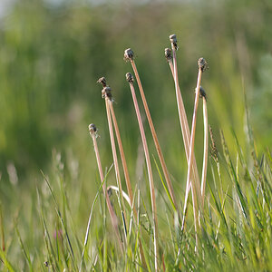 3081024löwenzahnblumenverblüht
