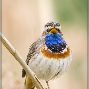 20140504 2262 [NIKON 1 V3] 600 mm,1 200 Sek. bei ƒ   4,0