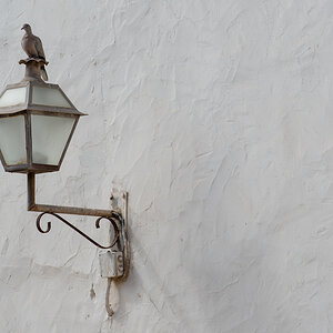 taube
laterne
grau
wand
weiss