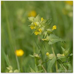 MNE 4000, 20140504
Goldnessel
D800 70-200/2,8 II