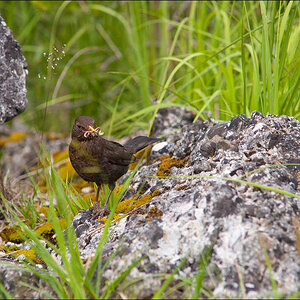 Amsel