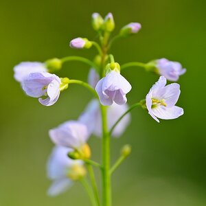 Wiesenschaumkraut