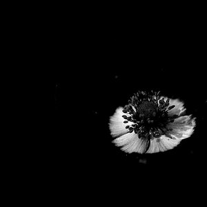 891024anemonerswblaufa