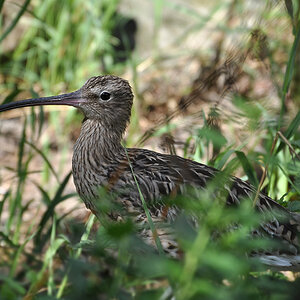 DSC 6519 khg, Regenbrachvogel