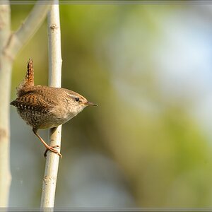 20140412 5422 [NIKON D4] 850 mm,1 800 Sek. bei ƒ   8,0