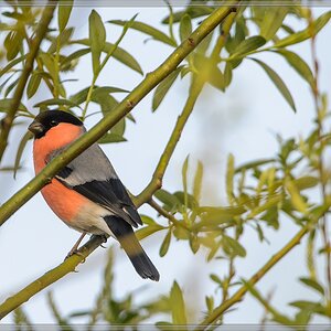 20140412 5275 [NIKON D4] 850 mm,1 1000 Sek. bei ƒ   8,0