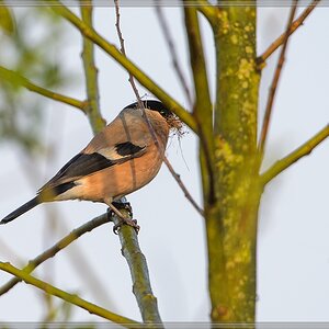 20140412 5279 [NIKON D4] 850 mm,1 1000 Sek. bei ƒ   8,0