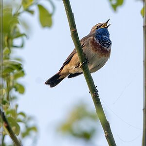20140412 7031 [NIKON D7100] 600 mm,1 1000 Sek. bei ƒ   6,3