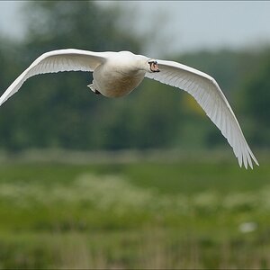 aacomp nabuwedel 20140518 0771