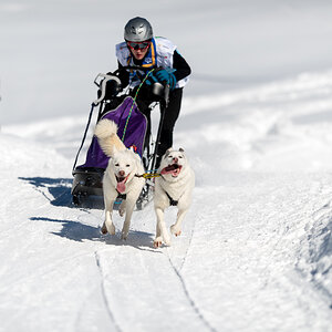 Schlittenhunde 2014 Sequenz 2