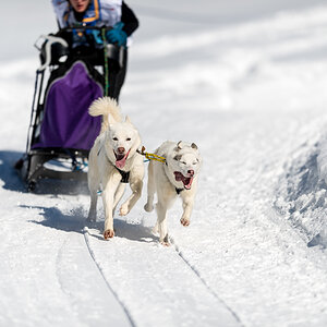 Schlittenhunde 2014 Sequenz 4