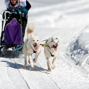 Schlittenhunde 2014 Sequenz 5