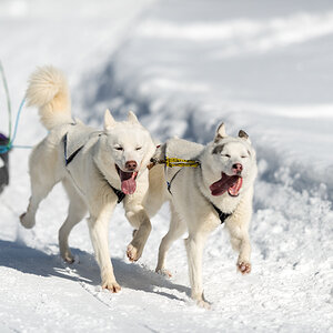 Schlittenhunde 2014 Sequenz 7