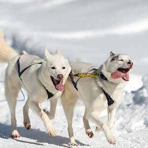 Schlittenhunde 2014 Sequenz 8