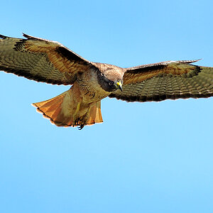 DSC 9131 Red Tailed Hawk 1000